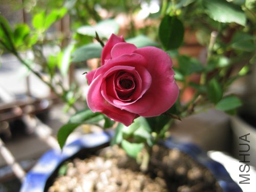 IMG_1113.jpg