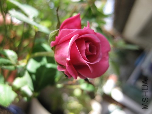 IMG_1114.jpg