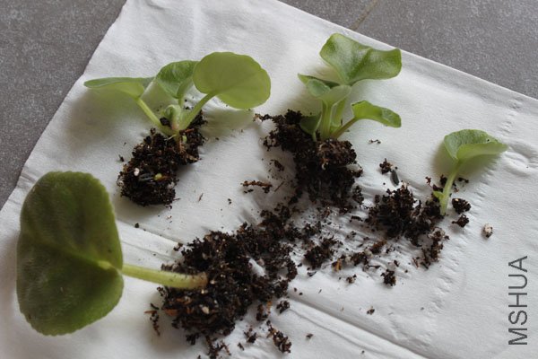 �ֳ�3����