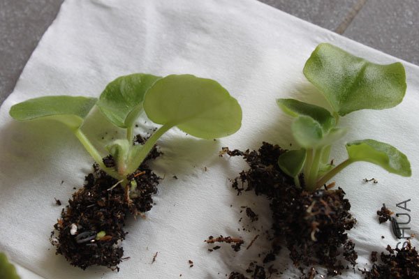 2�����±���