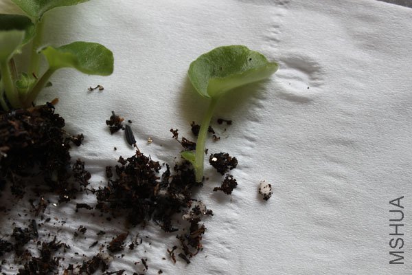 1��С������û�и�