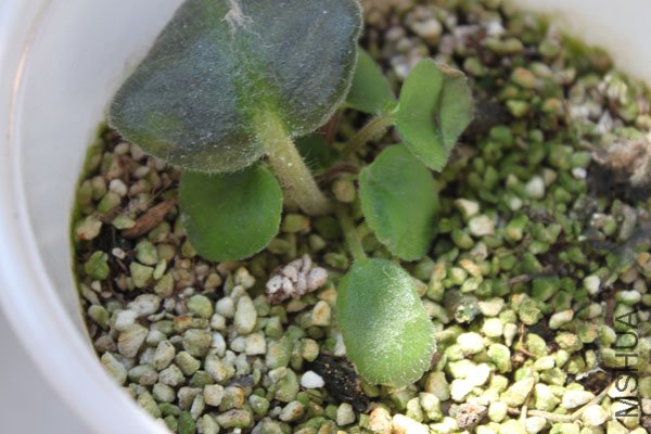 �ڶ��η���