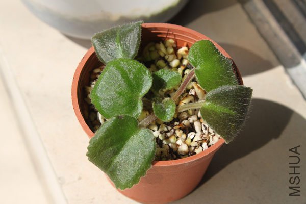 ����10���Ѿ��ֳ���1������