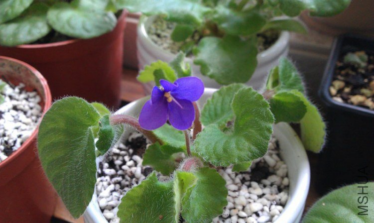 ����Ļ���