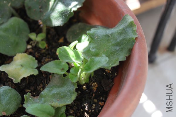 ����һƬҶ��