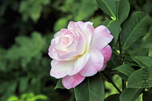 _DSC7648_SS.jpg
