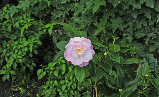 _DSC7602_SS.jpg