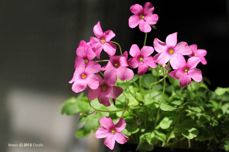 oxalis violacea.JPG