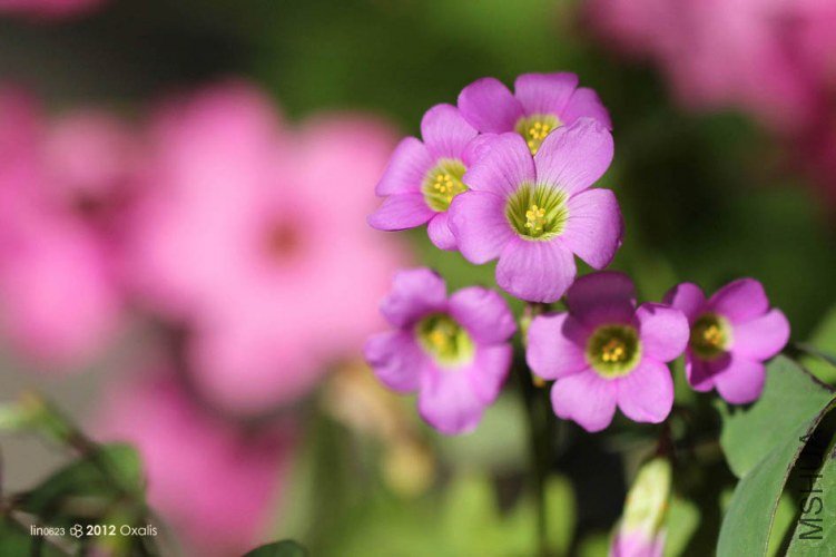 Oxalis latifolia.JPG