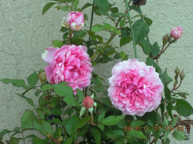 DSCN46340.jpg