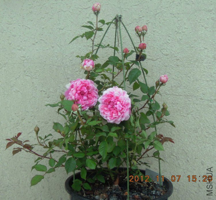 DSCN4638.jpg