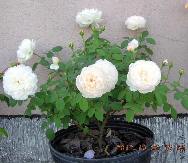 FSCN4472.jpg