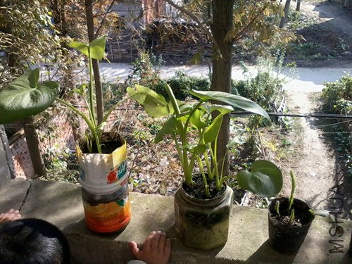 ����������ֵİ�ɫ��������