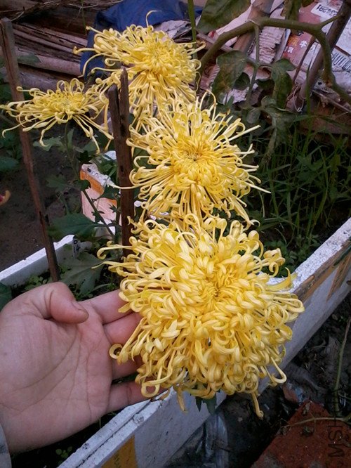 ����ȫ���ֵģ�����û�д�ˮ�ģ����Բ��ÿ��ơ�������ҵ��������ˡ�