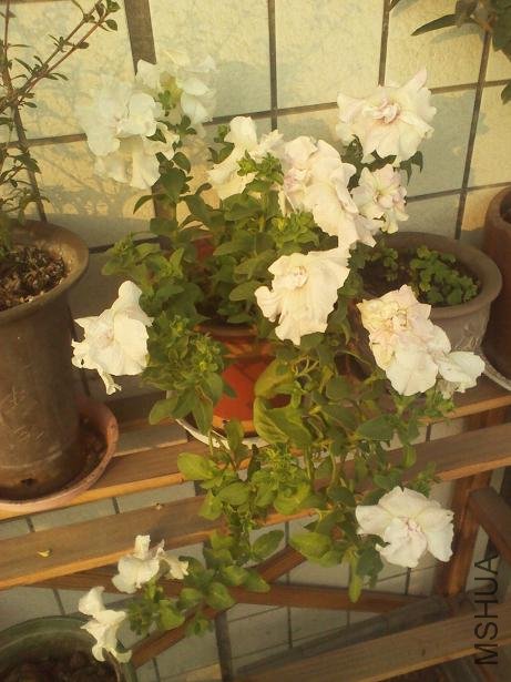 IMG_20121015_071932.jpg