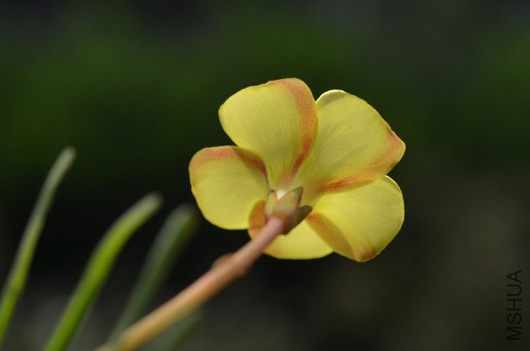 Oxalis gold island 20121020 002.JPG