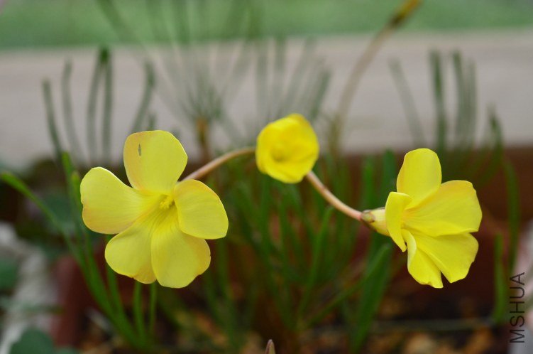 Oxalis gold island 20121027 001.JPG