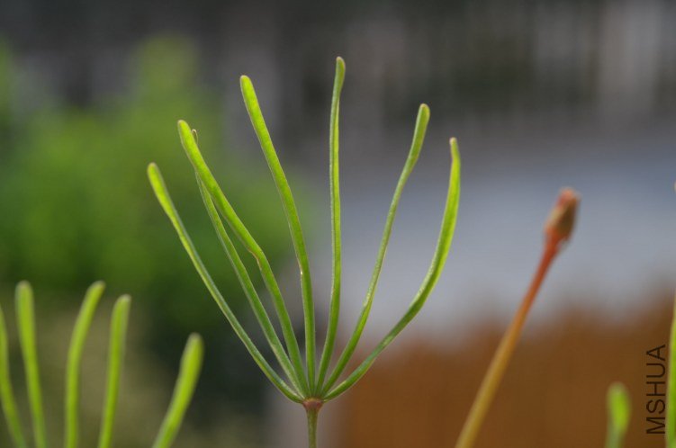 Oxalis gold island 20121020 003.JPG