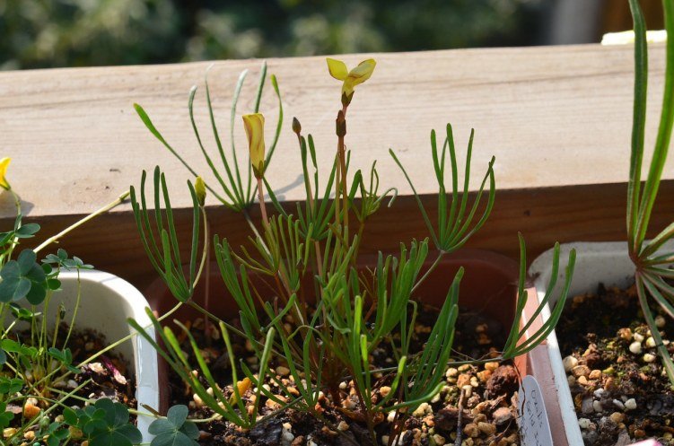 Oxalis gold island 20121031 001.JPG