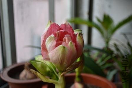 DSC_007.jpg