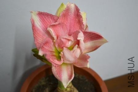 DSC_009.jpg