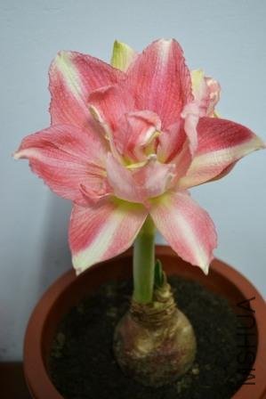 DSC_0011.jpg