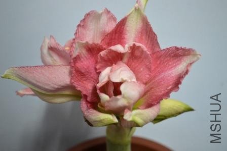 DSC_0012.jpg