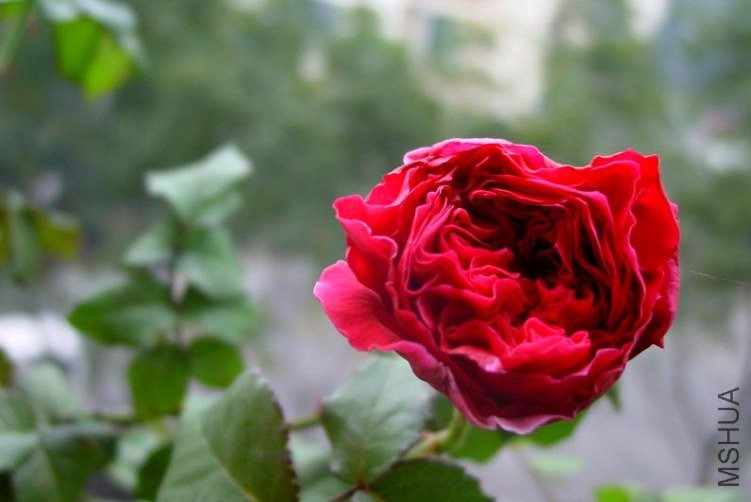 DSC00042.JPG