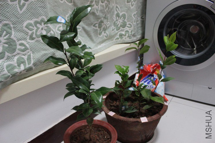 3���絥�������һ����һ�����衣