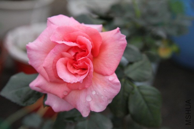 2012-3-22 009.jpg