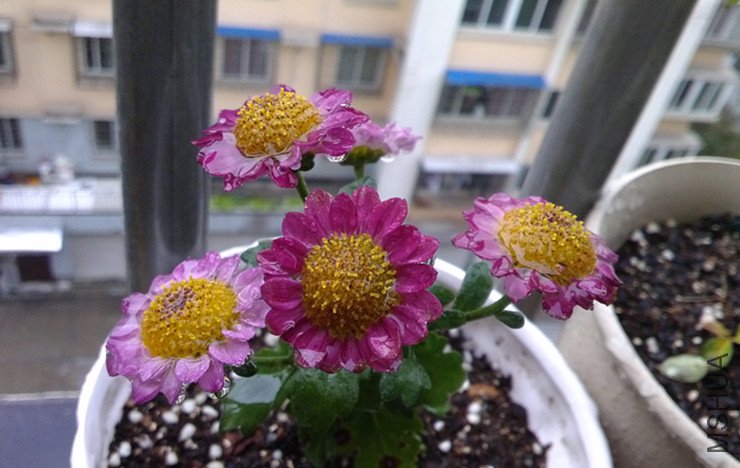 С�׾����Ǹ��ú��ӣ��Ѿ�����ʢ��ʮ�����ˣ���û�п��ܵü���