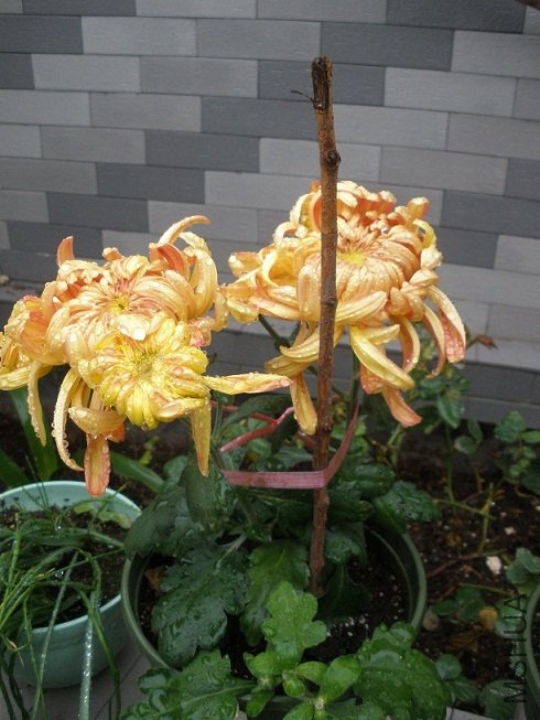 PB090003.JPG