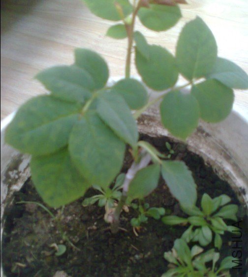 �Լ��޽ӵ�