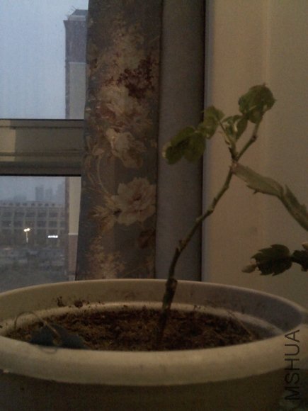 IMG_20121107_070442_0.jpg