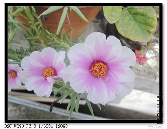 nEO_IMG_DSC05307.jpg