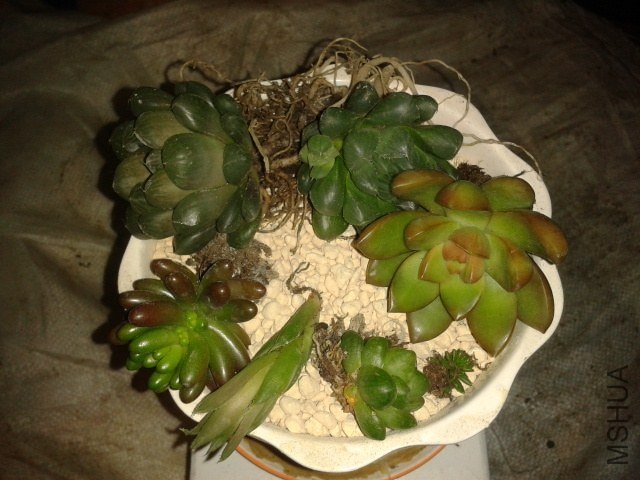 ������һ����צ�Ӻͷ��飬���Ƿ�һ���ˡ�