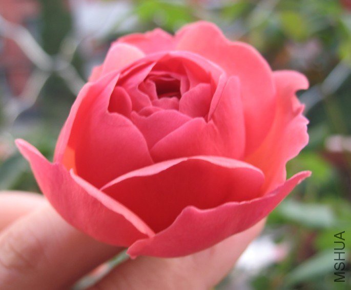 QQ��ͼ20121110141030.jpg