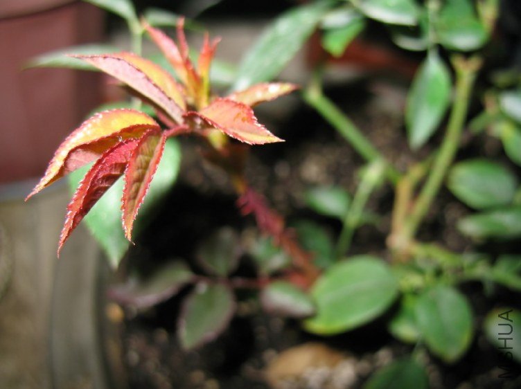 QQ��ͼ20121110152036.jpg