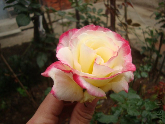 DSC03336.JPG
