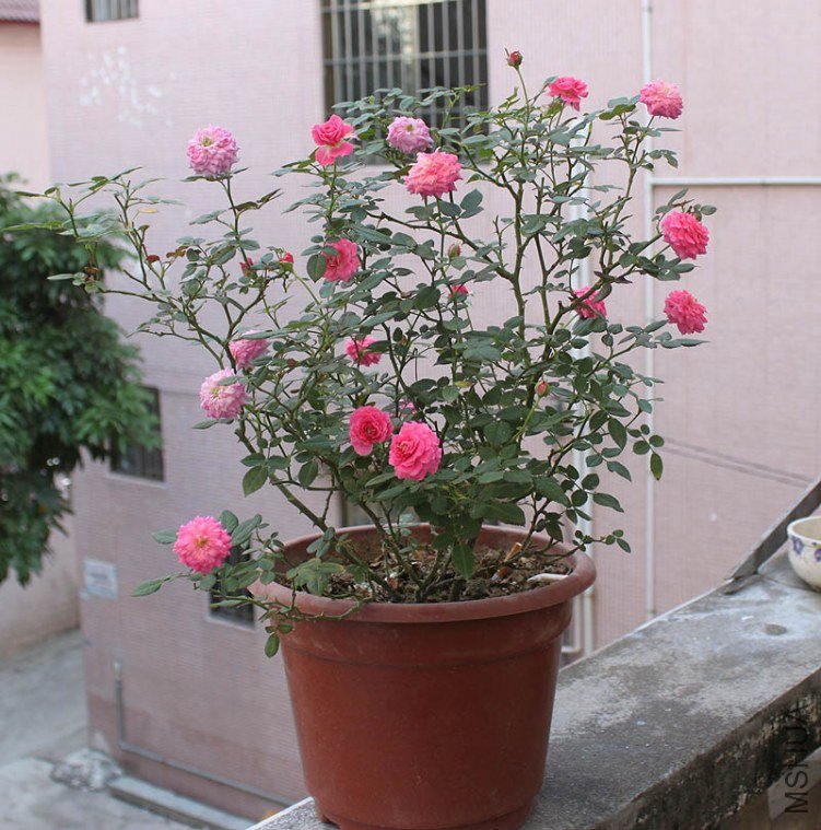 IMG_6253.jpg