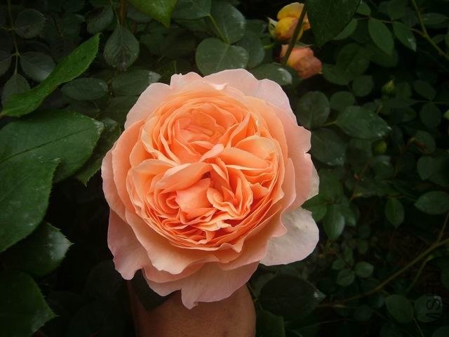 ĸ�������Ļ�