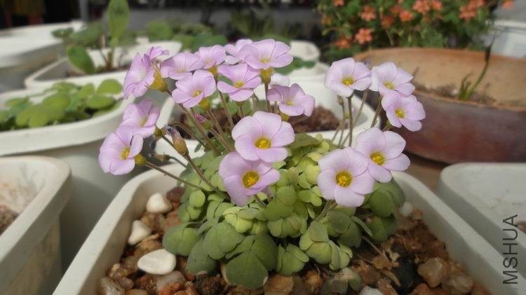 ������С SAM_0558.JPG