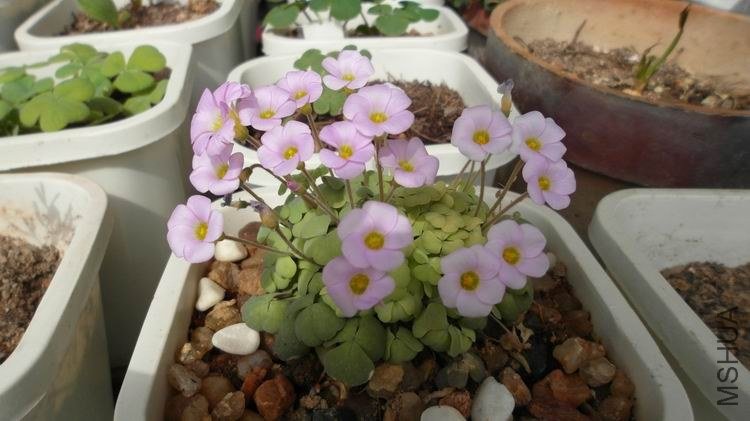 ������С SAM_0559.JPG