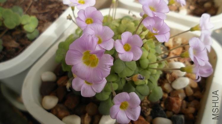 ������С SAM_0561.JPG