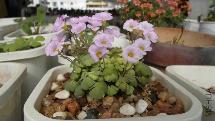 ������С SAM_0563.JPG