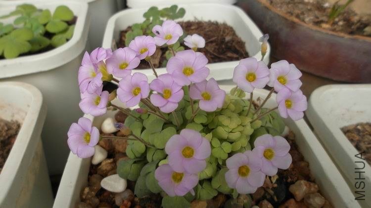 ������С SAM_0565.JPG