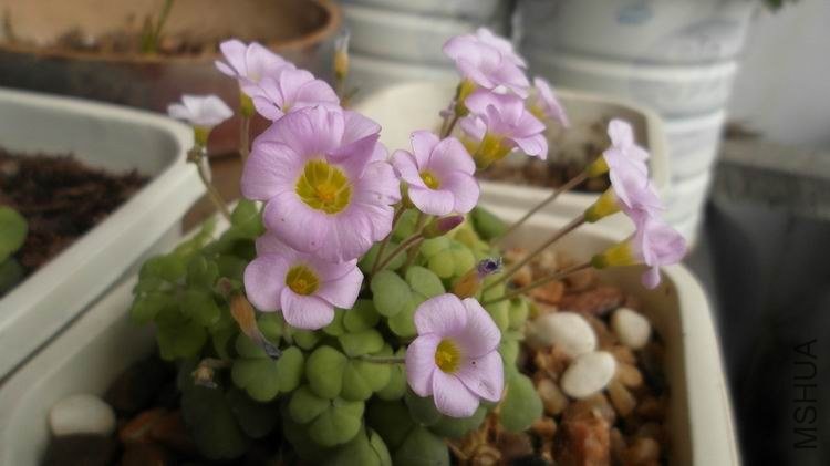 ������С SAM_0583.JPG