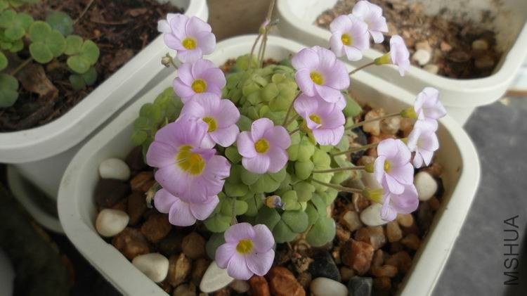 ������С SAM_0586.JPG