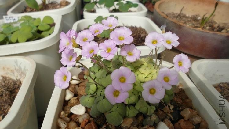 ������С SAM_0589.JPG