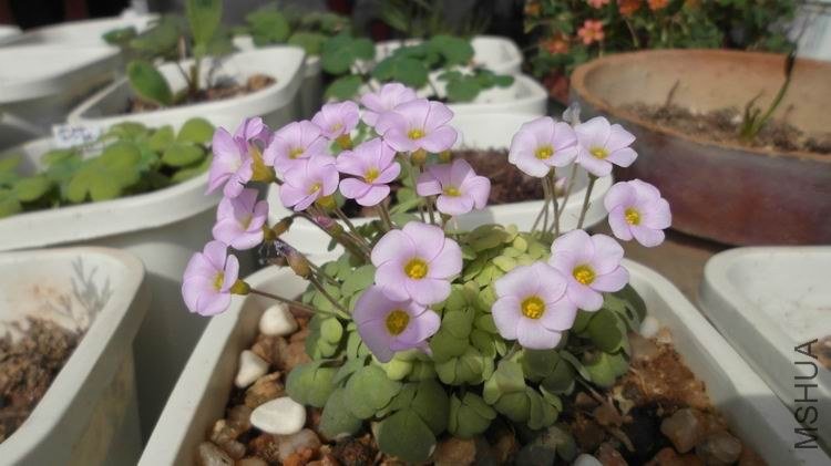 ������С SAM_0590.JPG